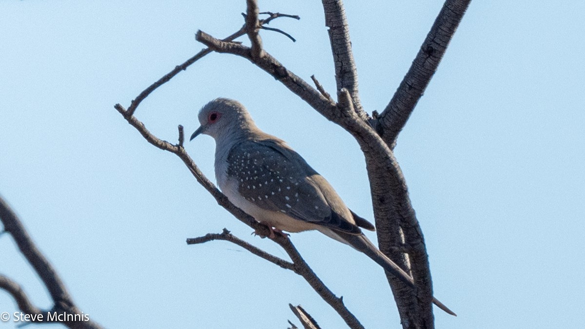 Diamond Dove - ML641748973