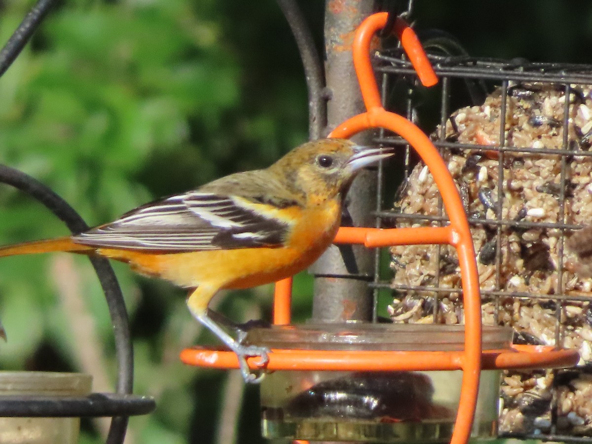 Baltimore Oriole - ML641748974