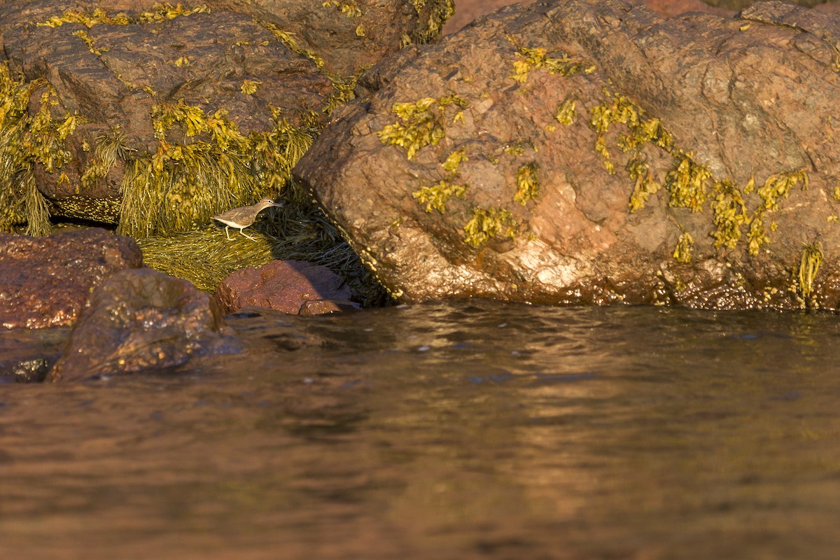 Piro piro macchiato - ML641748975