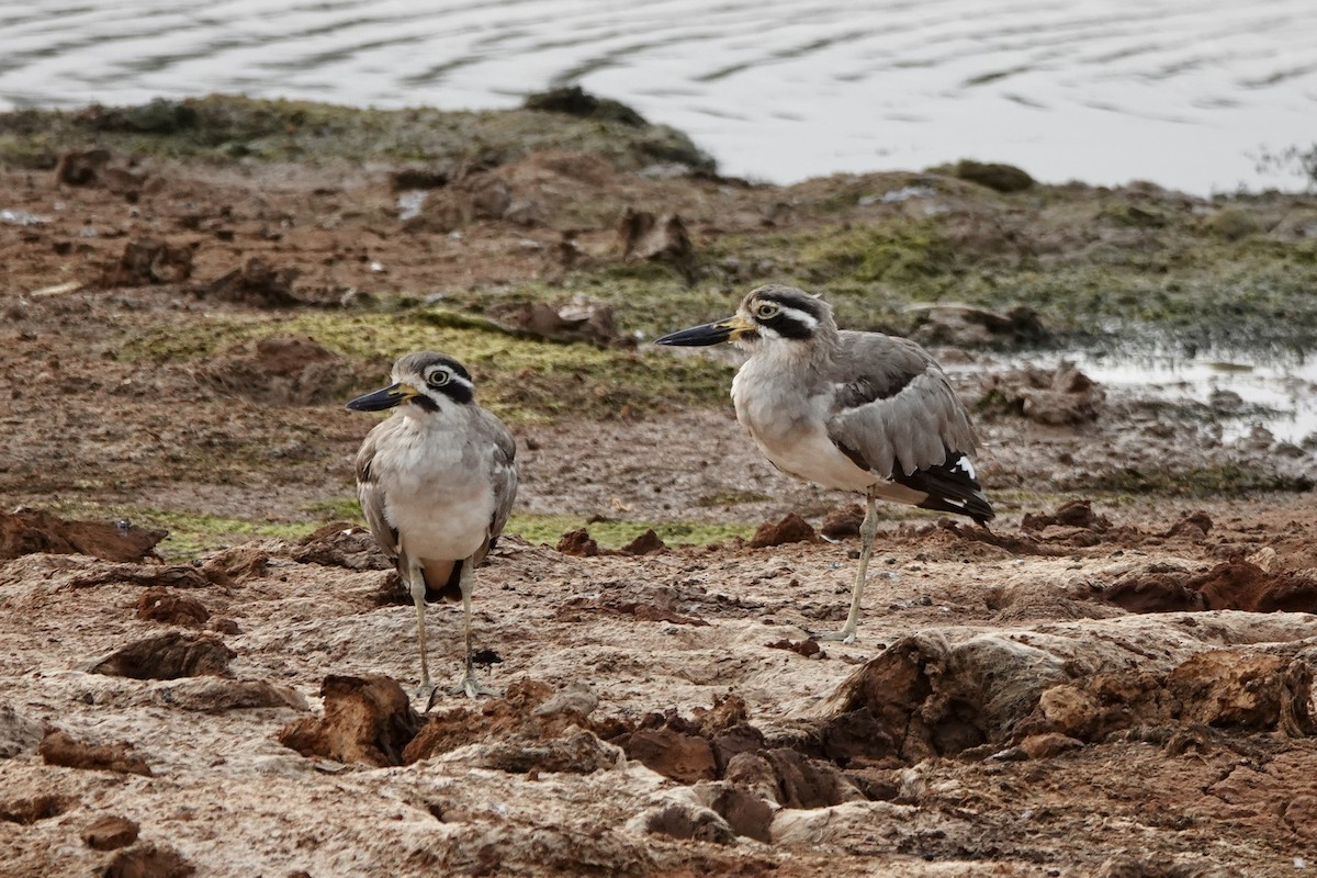 Great Thick-knee - ML641748984