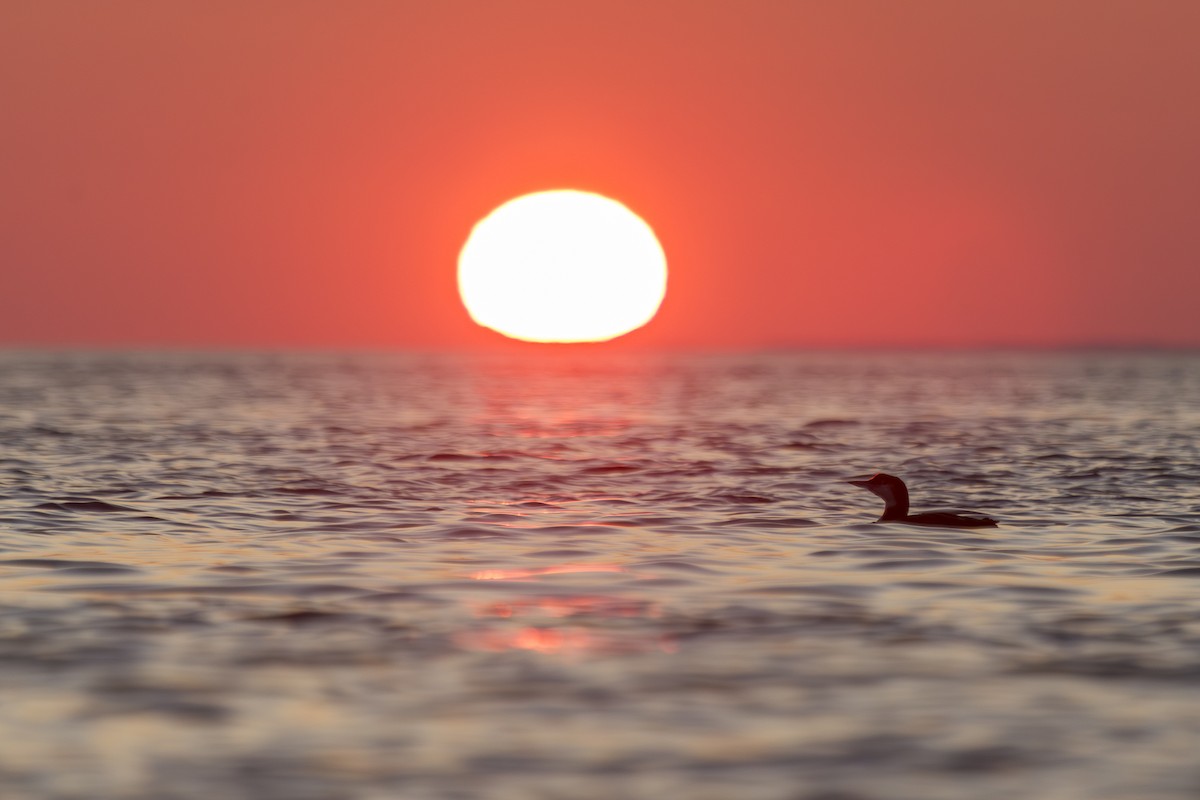 Strolaga maggiore - ML641748986