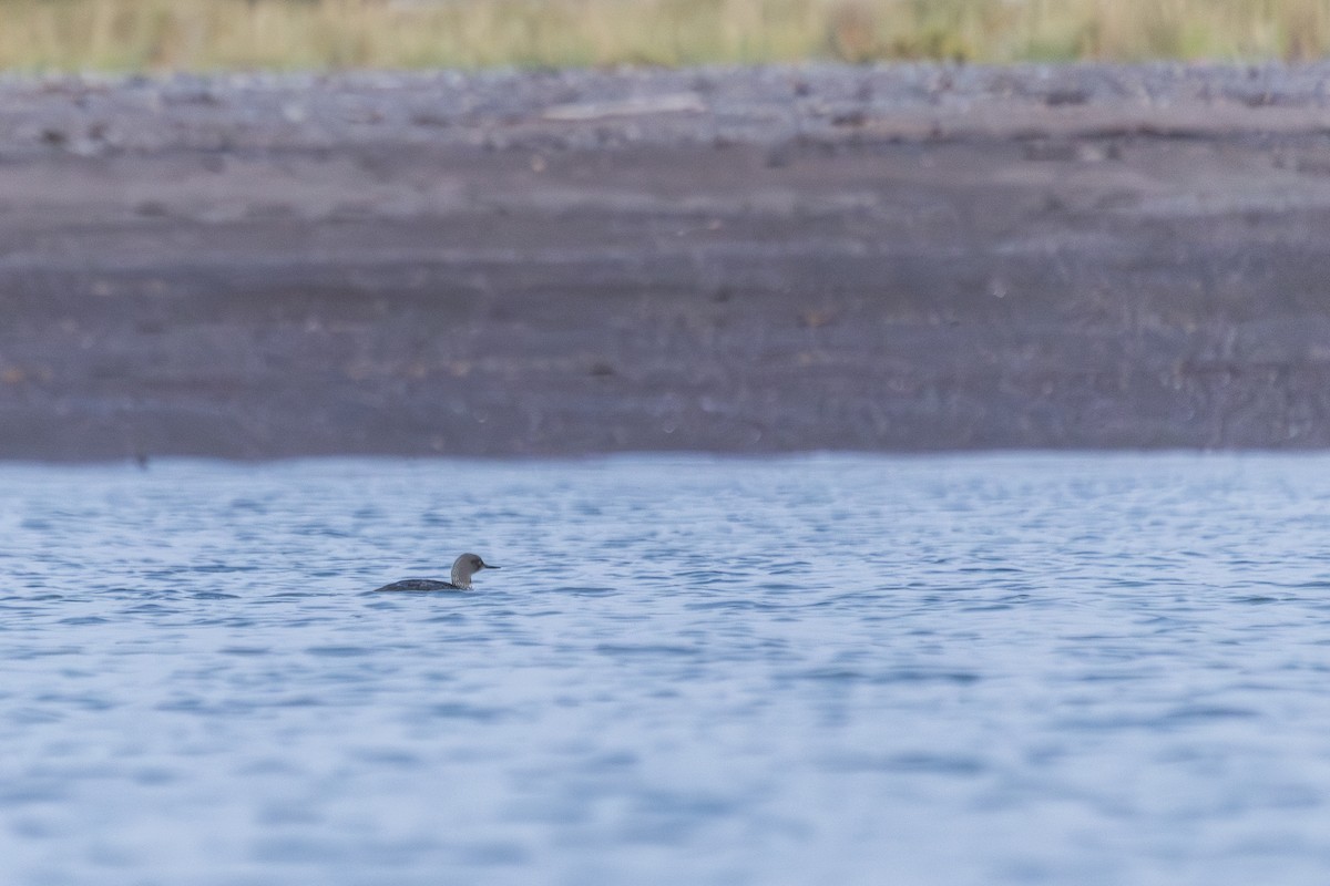 Strolaga minore - ML641748992