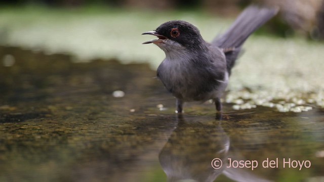 Sardinian Warbler - ML641749010