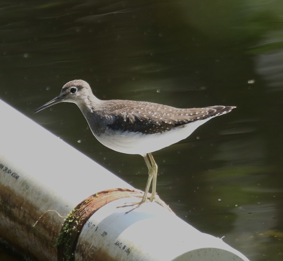 eremittsnipe - ML641749033