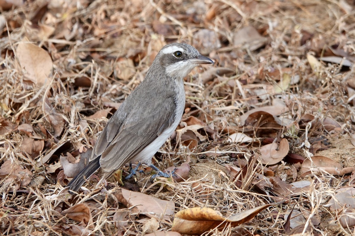 Sri Lanka Woodshrike - ML641749034