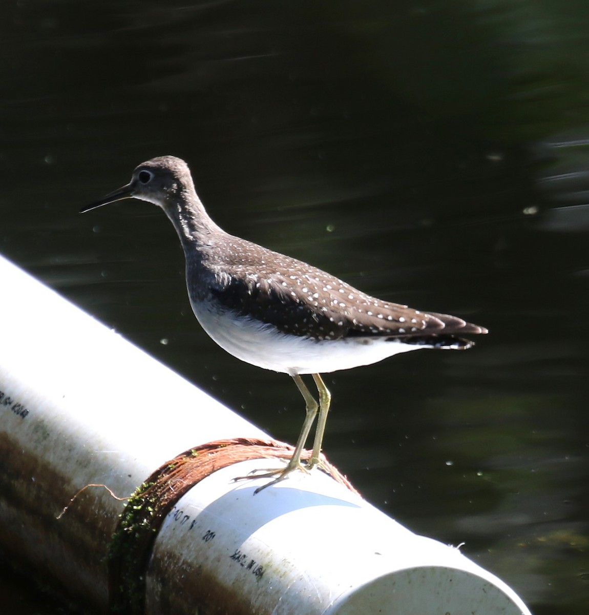 eremittsnipe - ML641749037