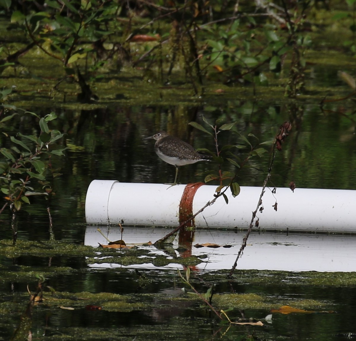 eremittsnipe - ML641749040