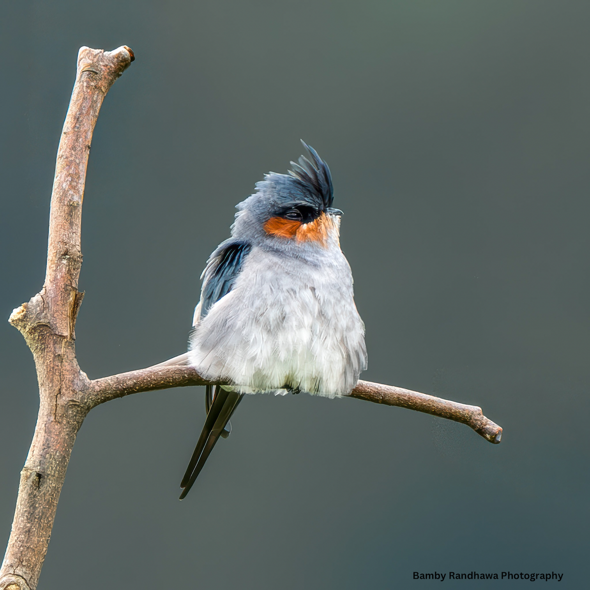 Crested Treeswift - ML641749050
