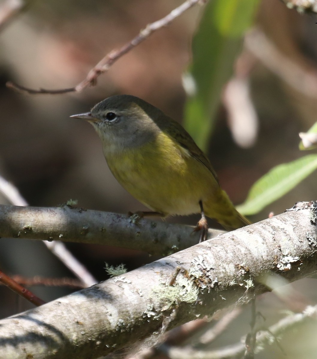 oransjekroneparula (celata/orestera) - ML641749051