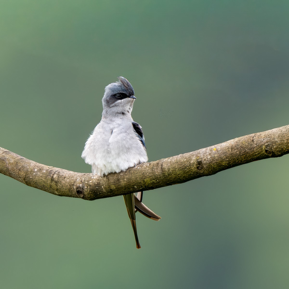 Crested Treeswift - ML641749053