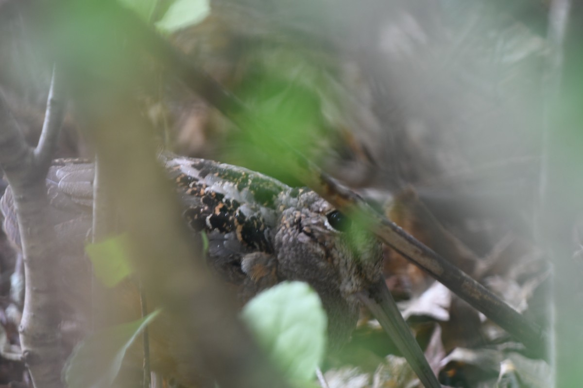 American Woodcock - ML641749056