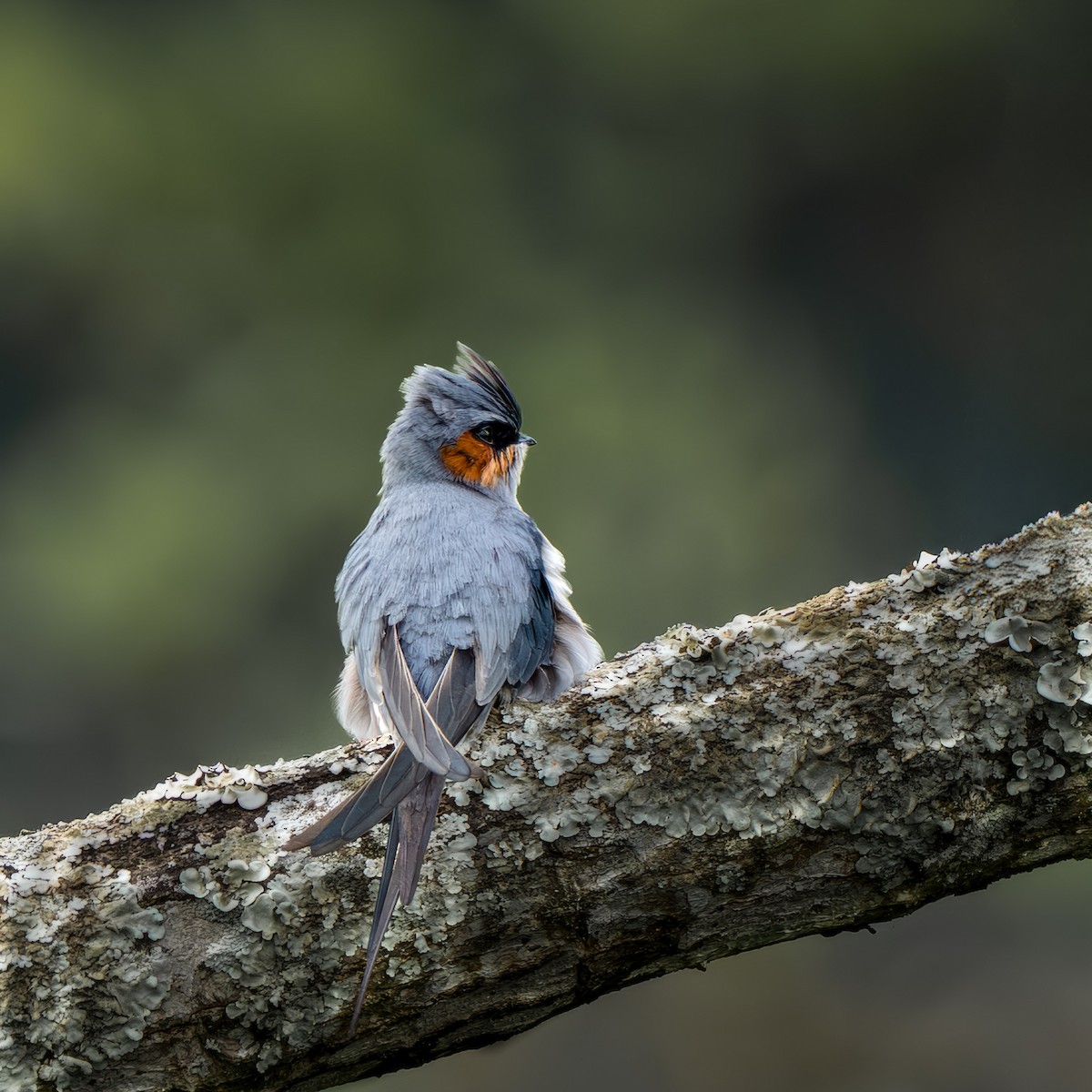 Crested Treeswift - ML641749057