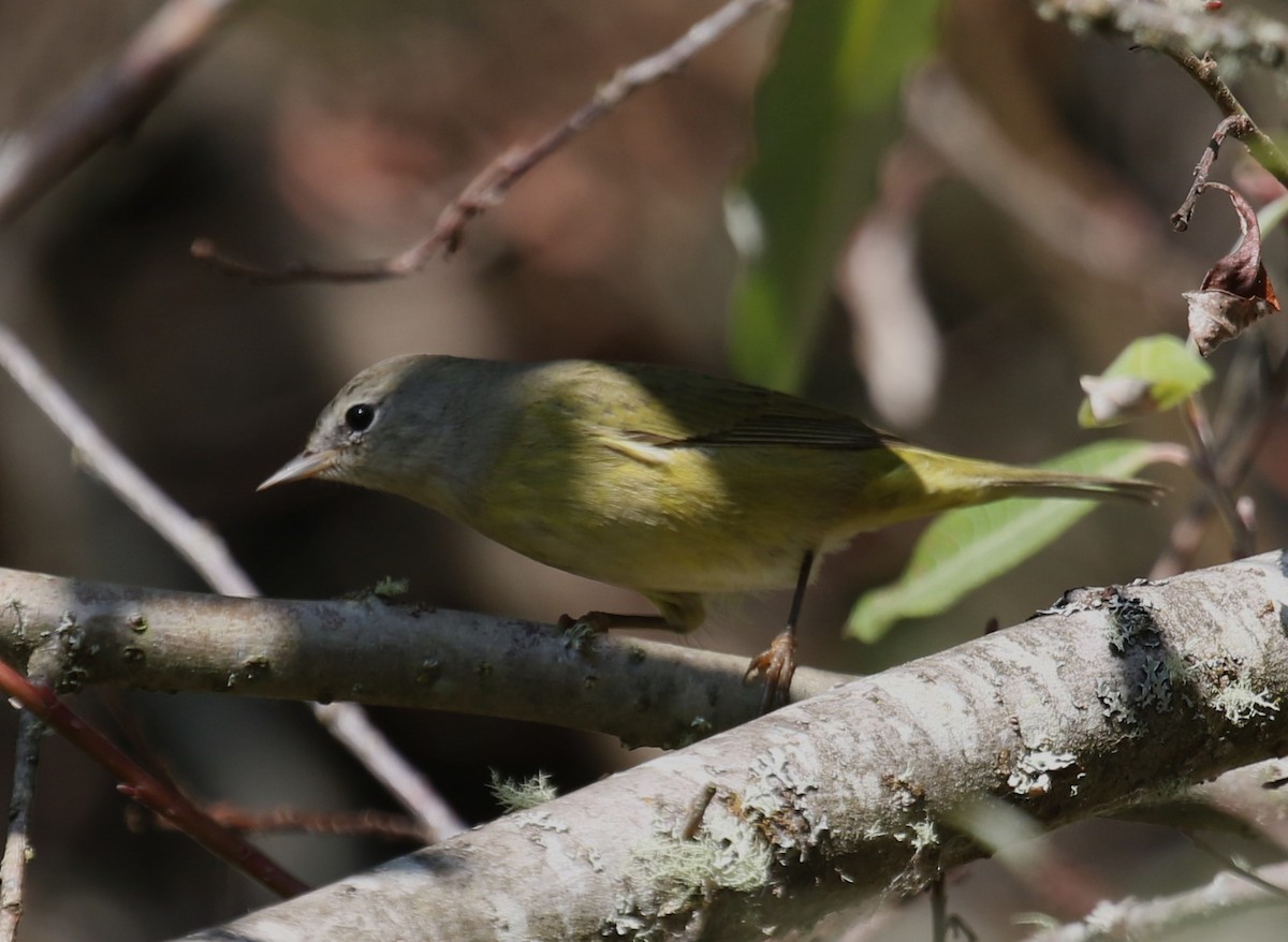 oransjekroneparula (celata/orestera) - ML641749058