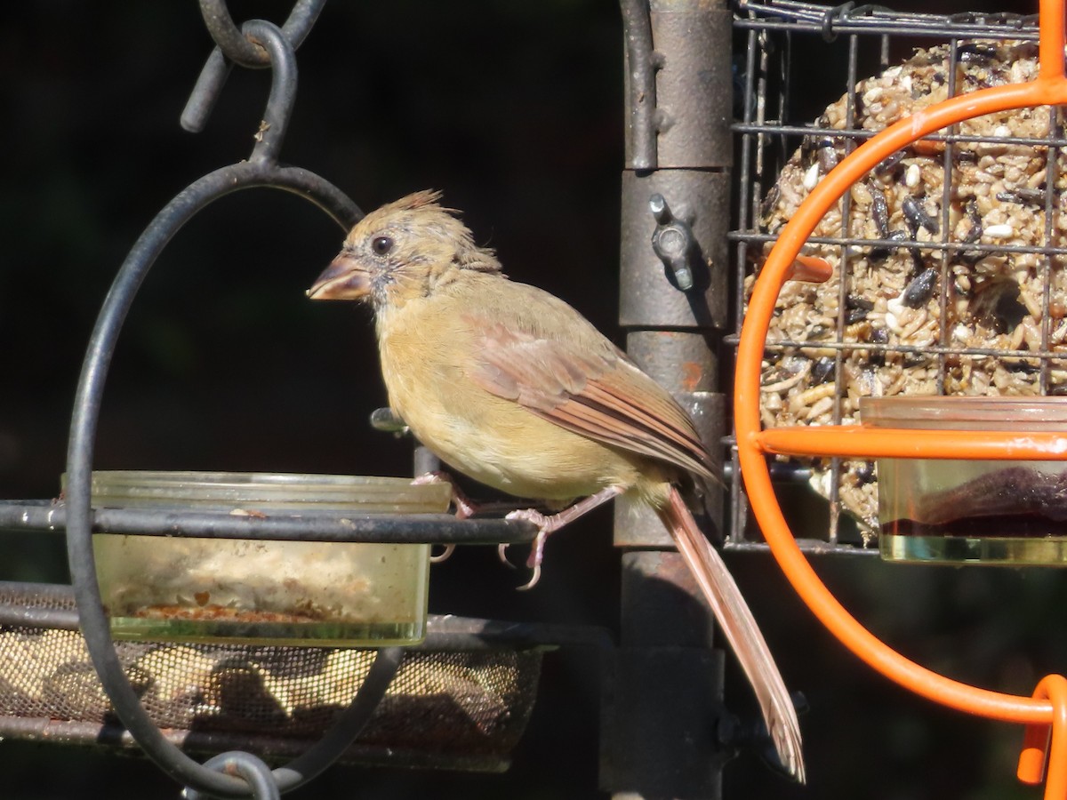 Northern Cardinal - ML641749061