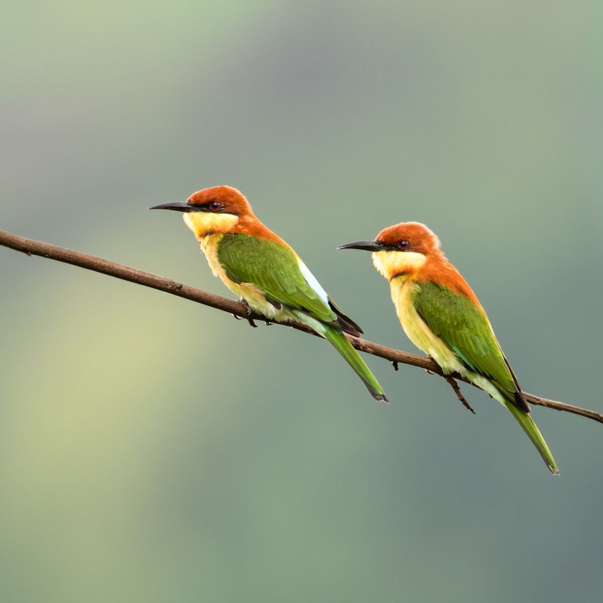 Chestnut-headed Bee-eater - ML641749097