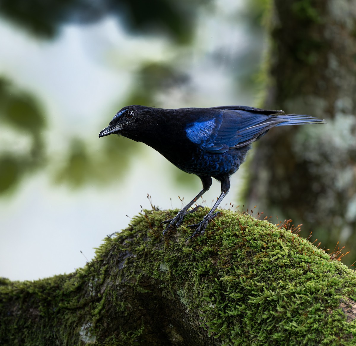 Malabar Whistling-Thrush - ML641749105