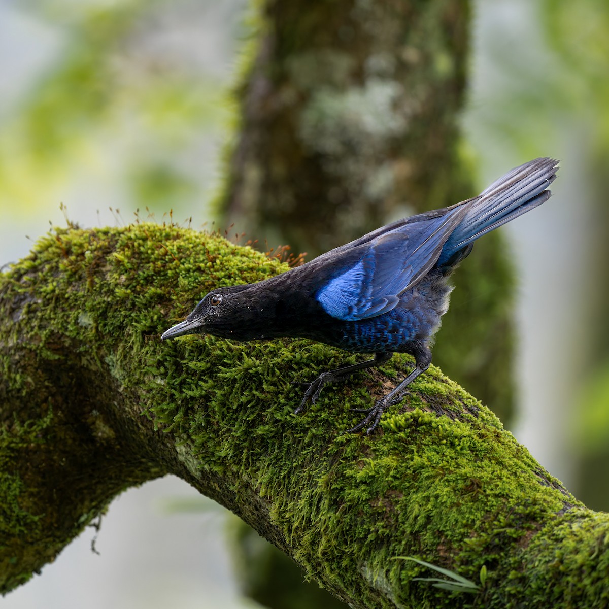 Malabar Whistling-Thrush - ML641749106