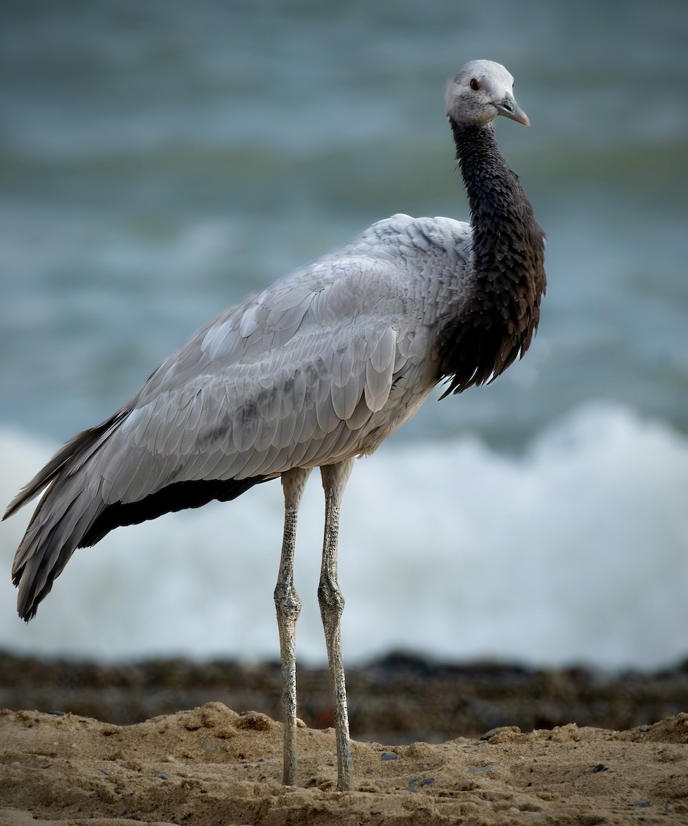 Demoiselle Crane - ML641749111