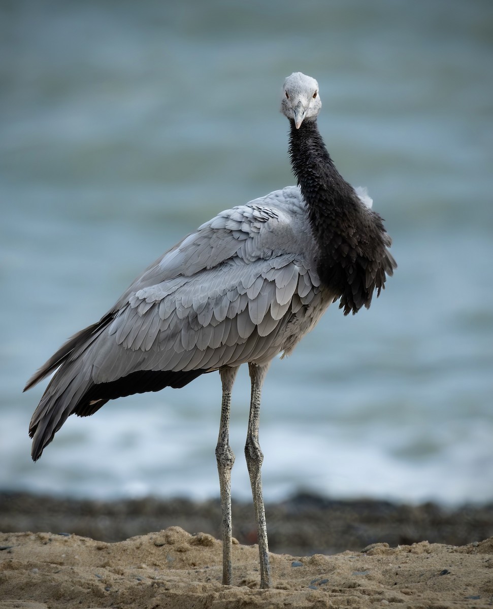 Demoiselle Crane - ML641749112