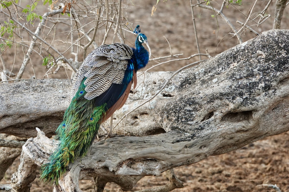 Indian Peafowl - ML641749117