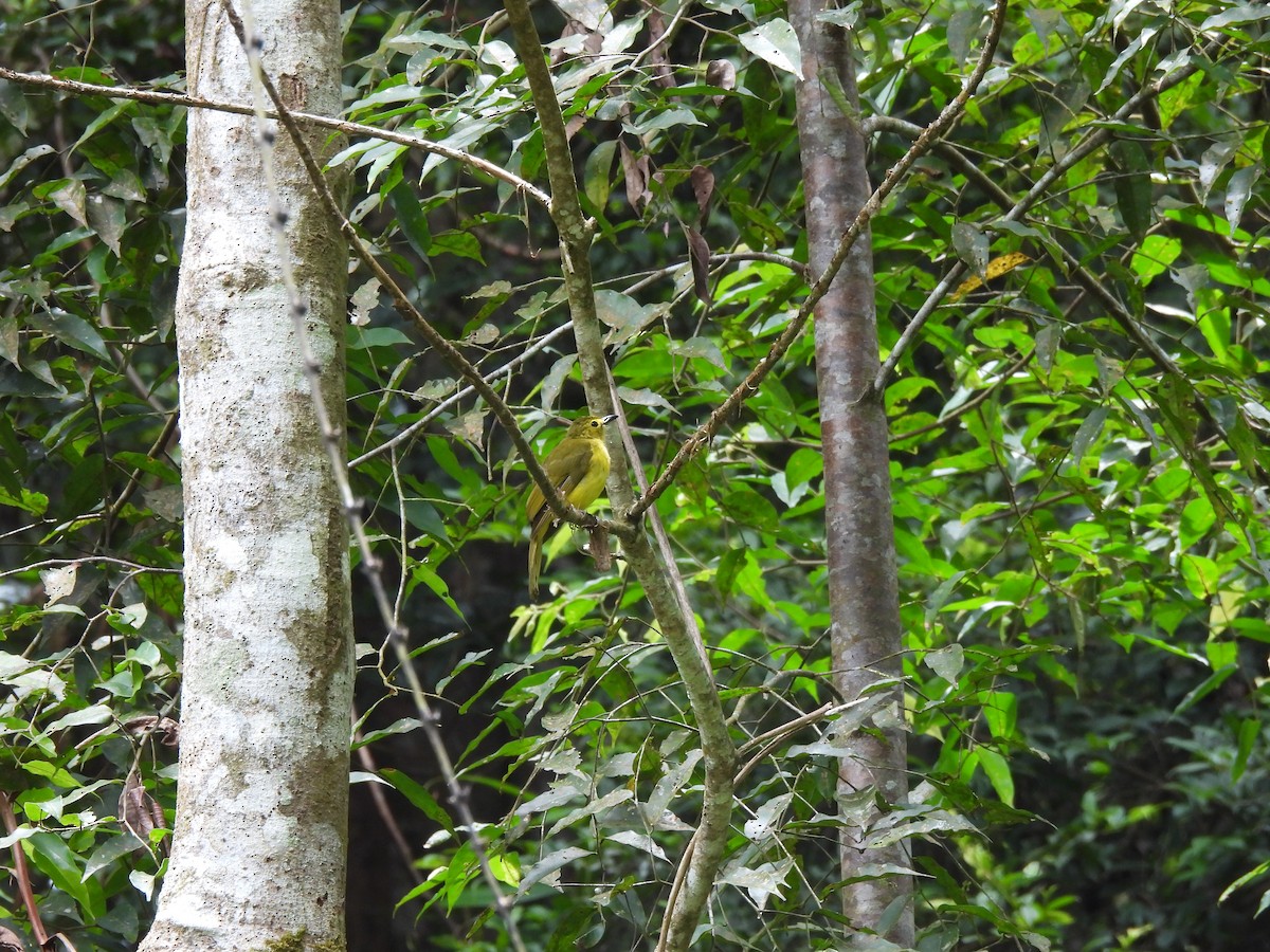 Yellow-browed Bulbul - ML641749136