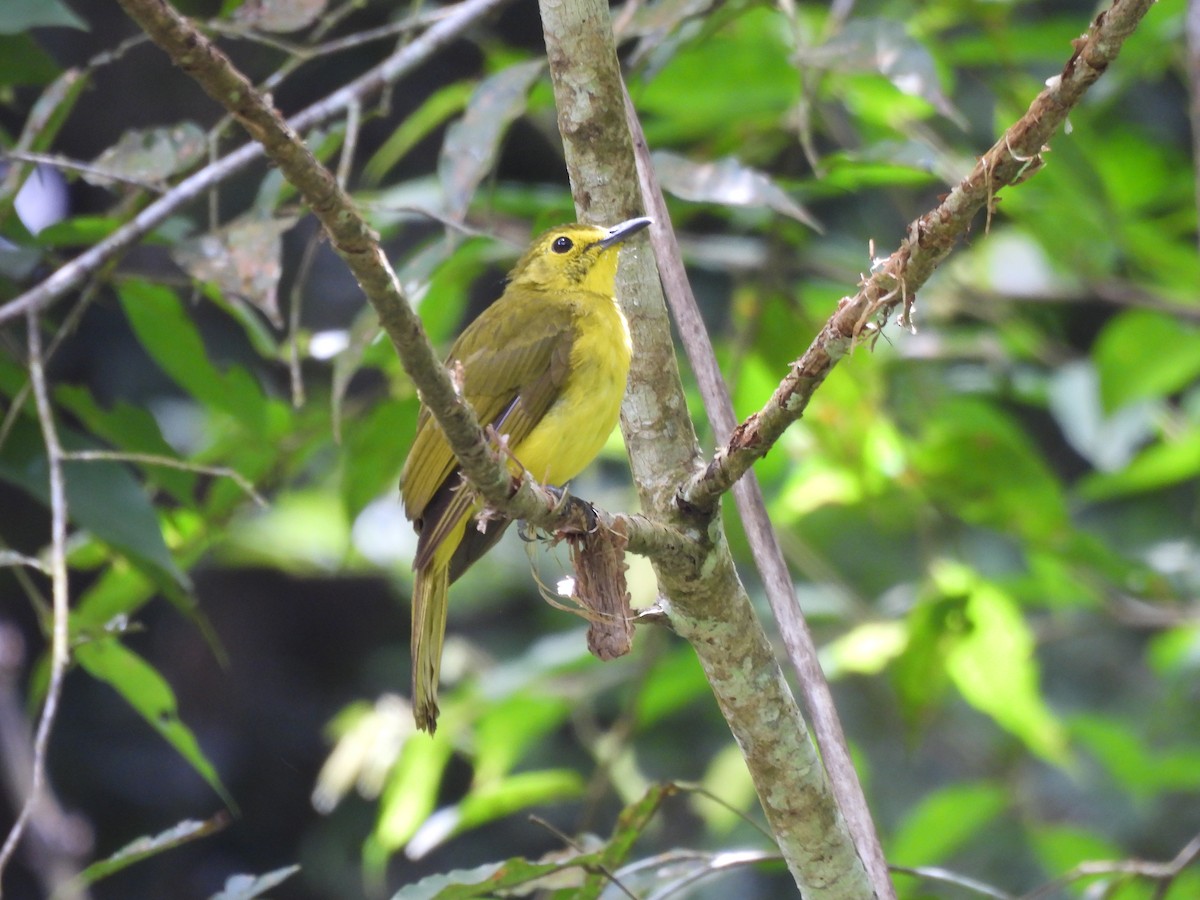 Yellow-browed Bulbul - ML641749137