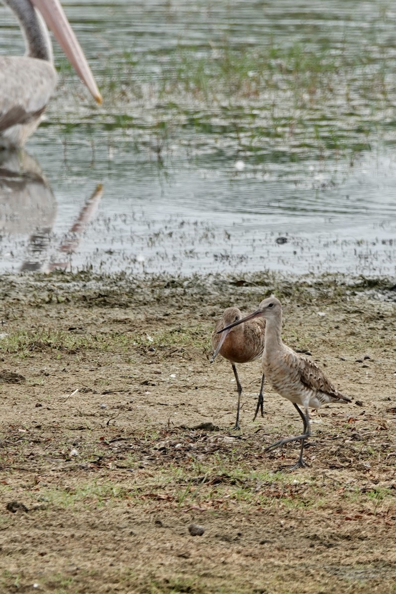 Black-tailed Godwit - ML641749139