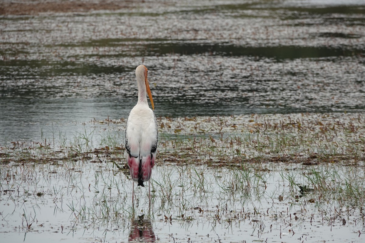 Painted Stork - ML641749154