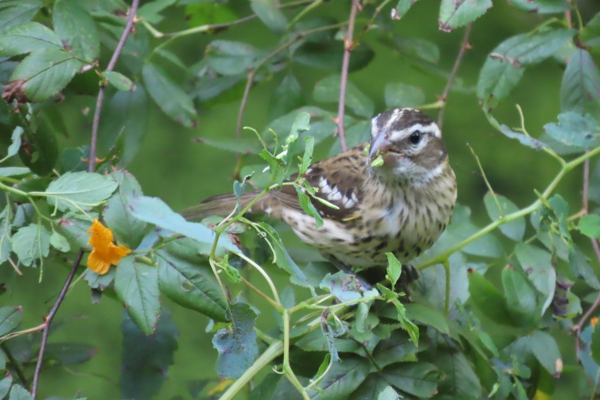 Rose-breasted Grosbeak - ML641749210