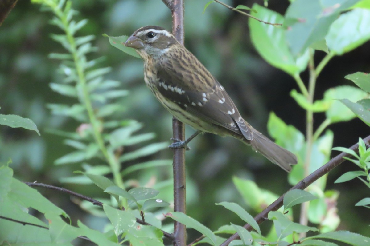 Rose-breasted Grosbeak - ML641749211