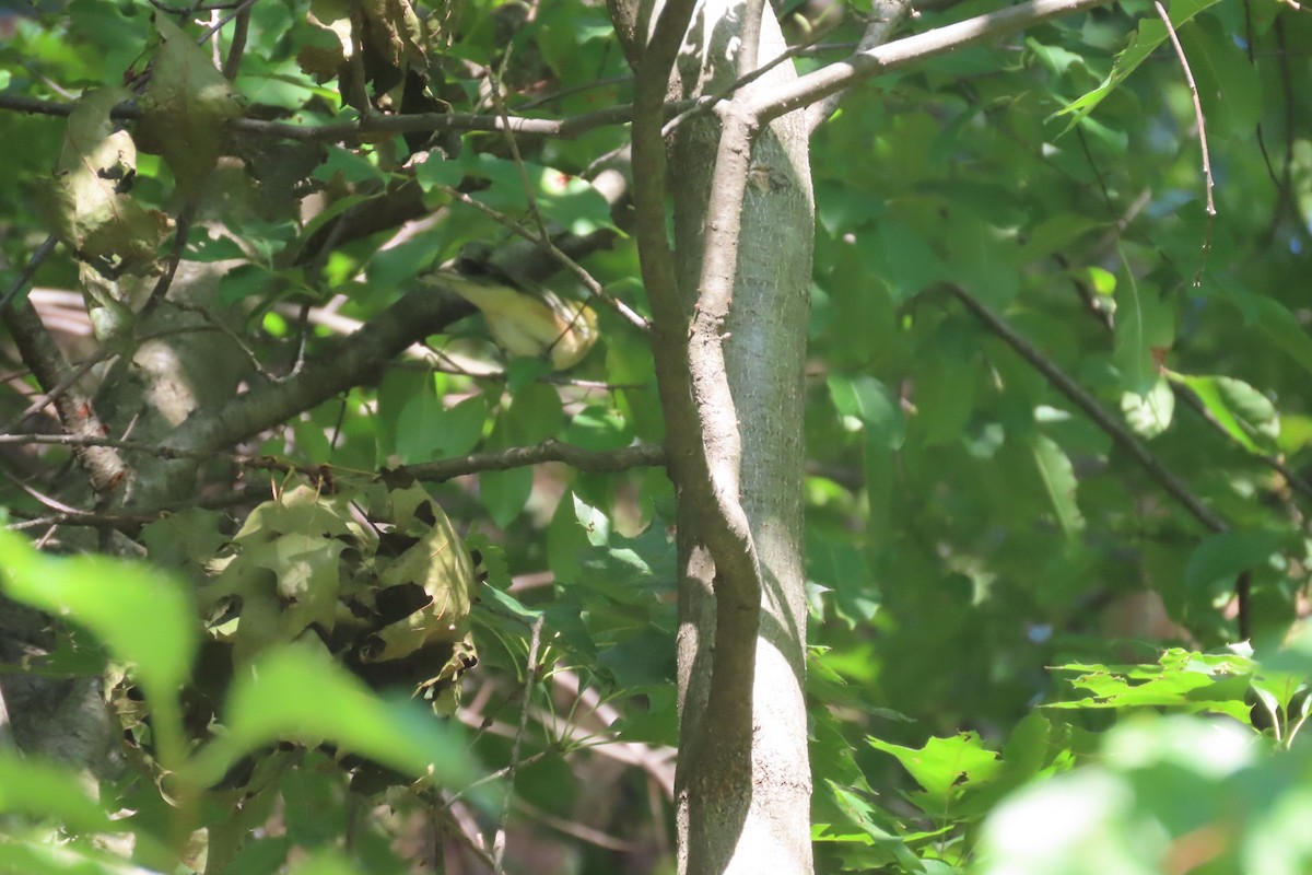 Bay-breasted Warbler - ML641749218