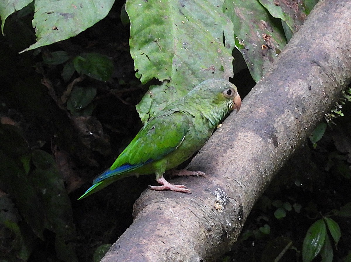 Cobalt-winged Parakeet - ML641749245