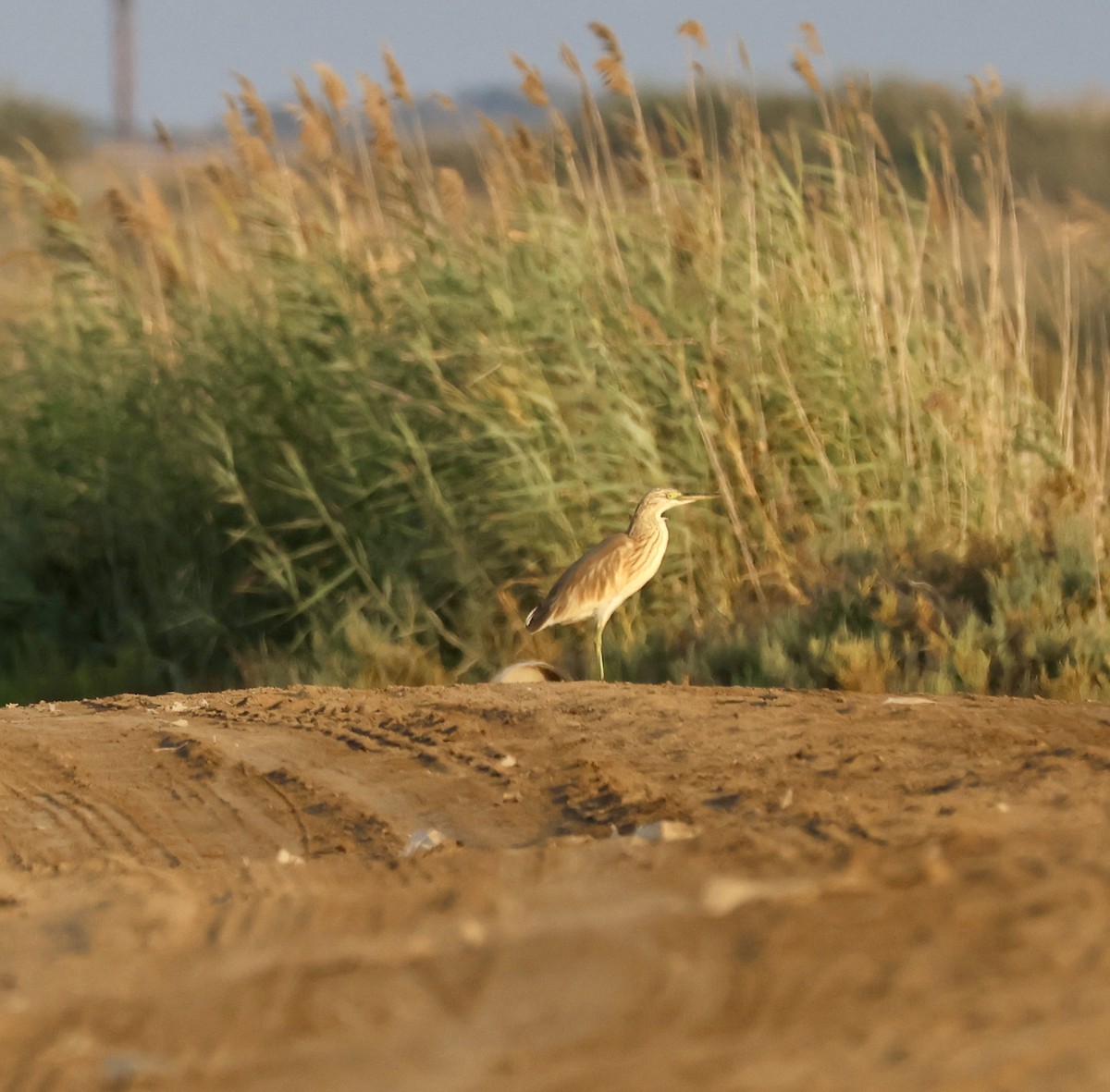 Squacco Heron - ML641749255
