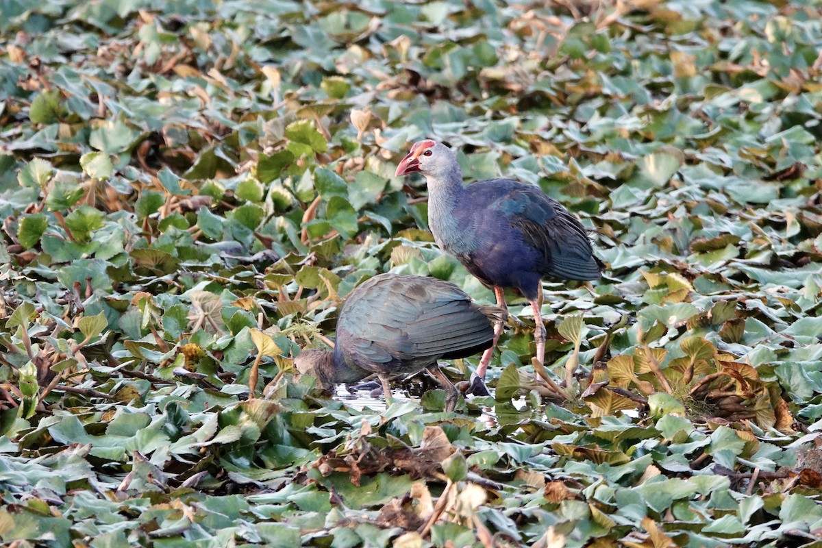 Gray-headed Swamphen - ML641749257