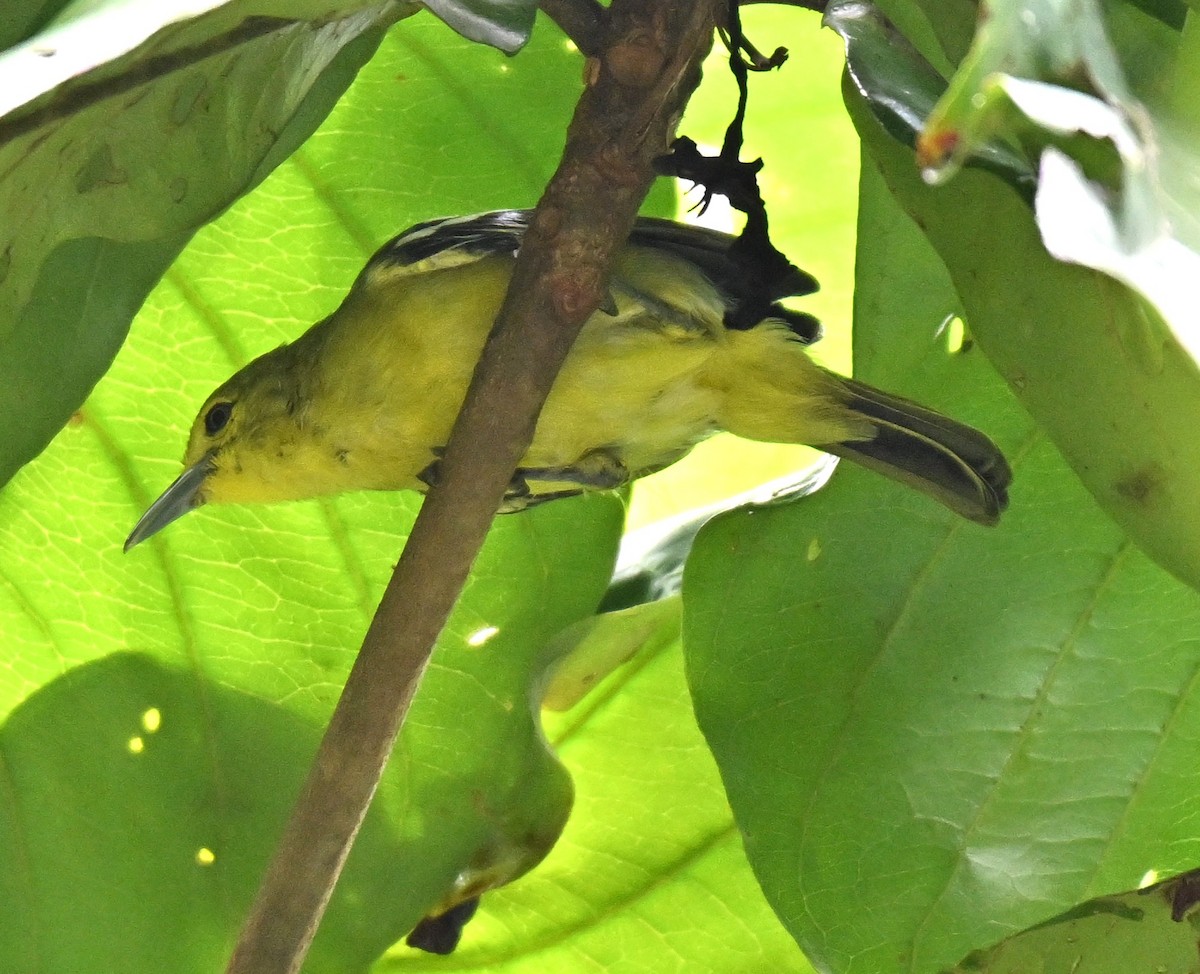 Common Iora - ML641749258