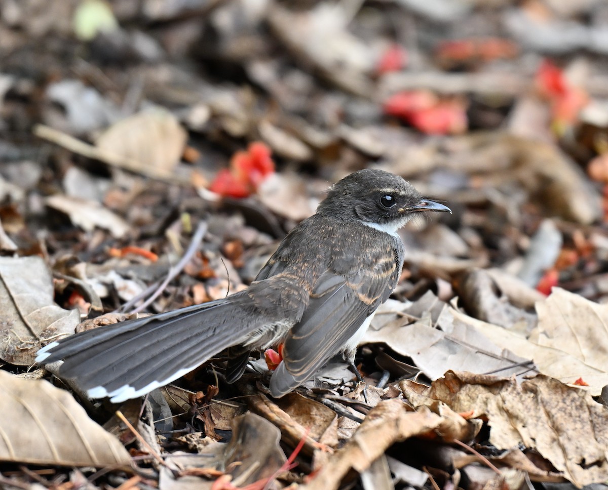 Malaysian Pied-Fantail - ML641749261