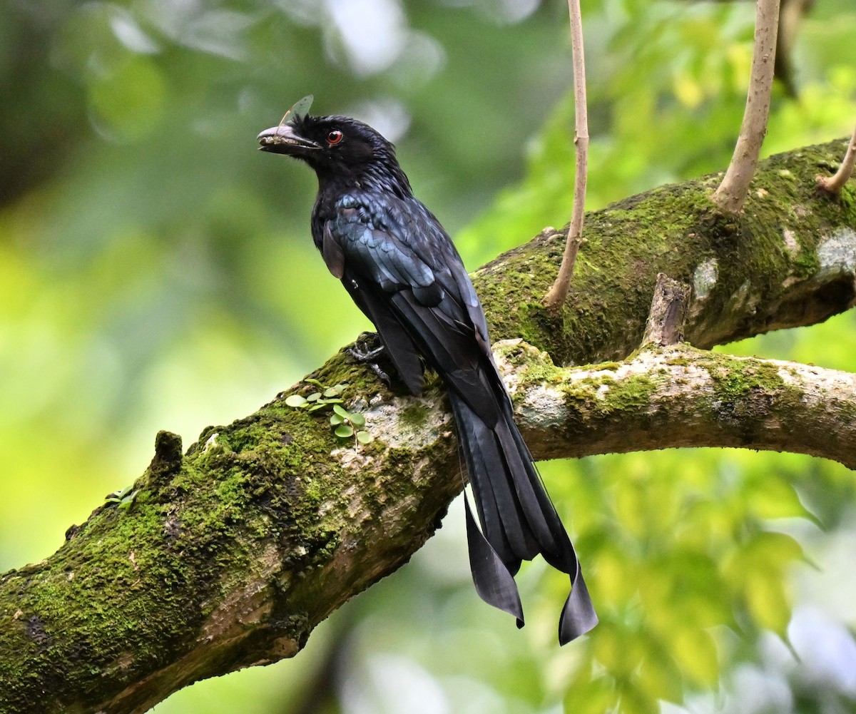 Greater Racket-tailed Drongo - ML641749269