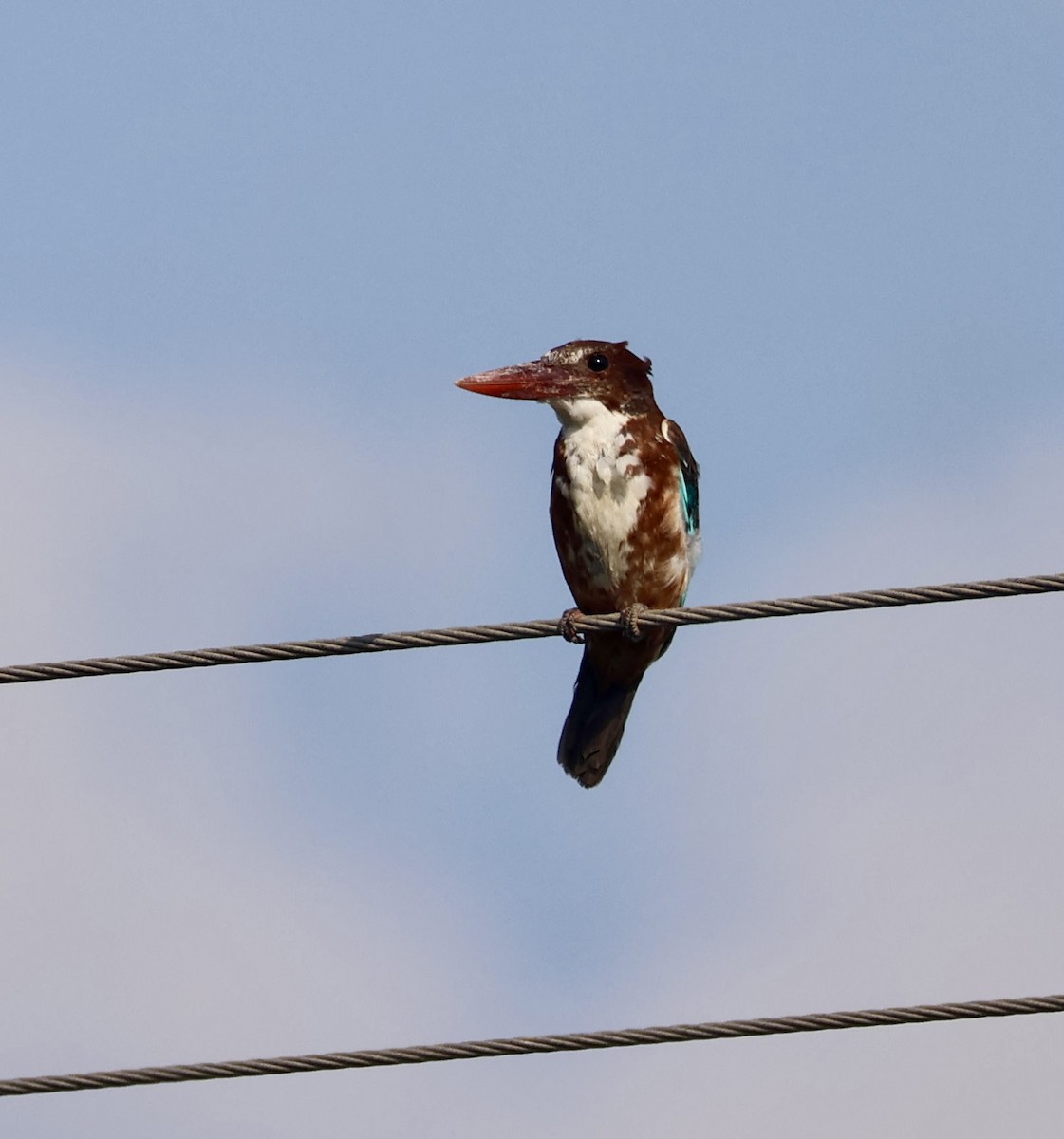 White-throated Kingfisher - ML641749276