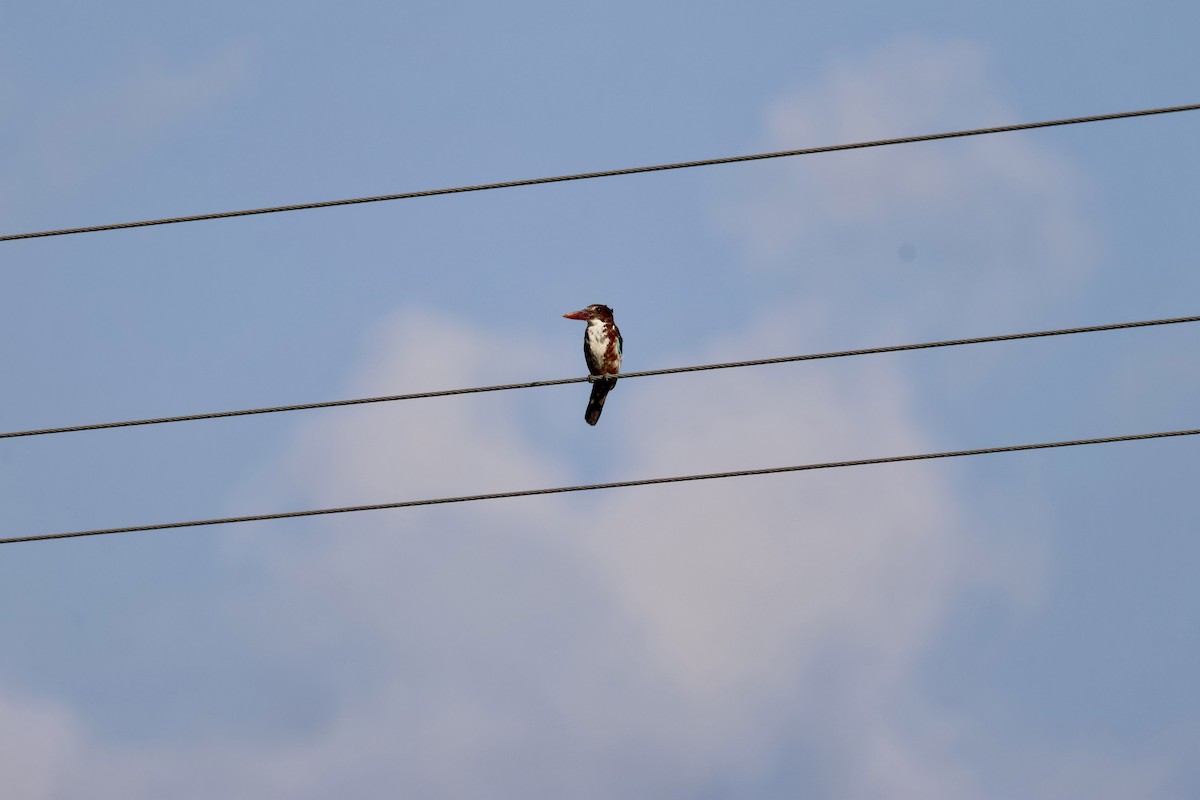 White-throated Kingfisher - ML641749277