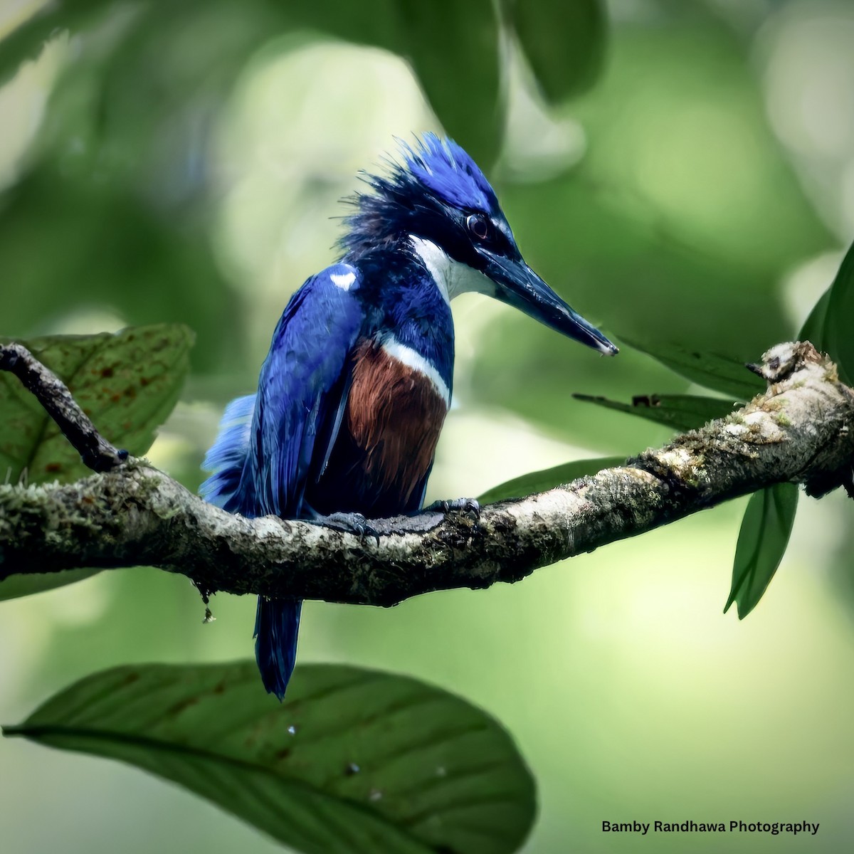 Blue-black Kingfisher - ML641749283