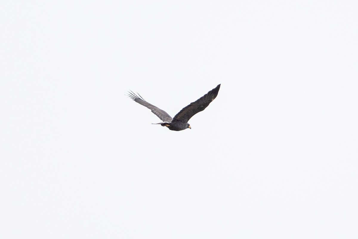 Common Black Hawk - ML641749304