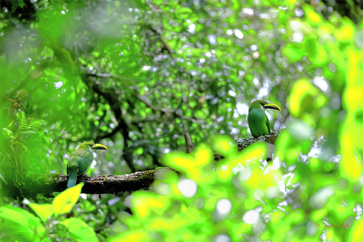 Northern Emerald-Toucanet - ML641749316