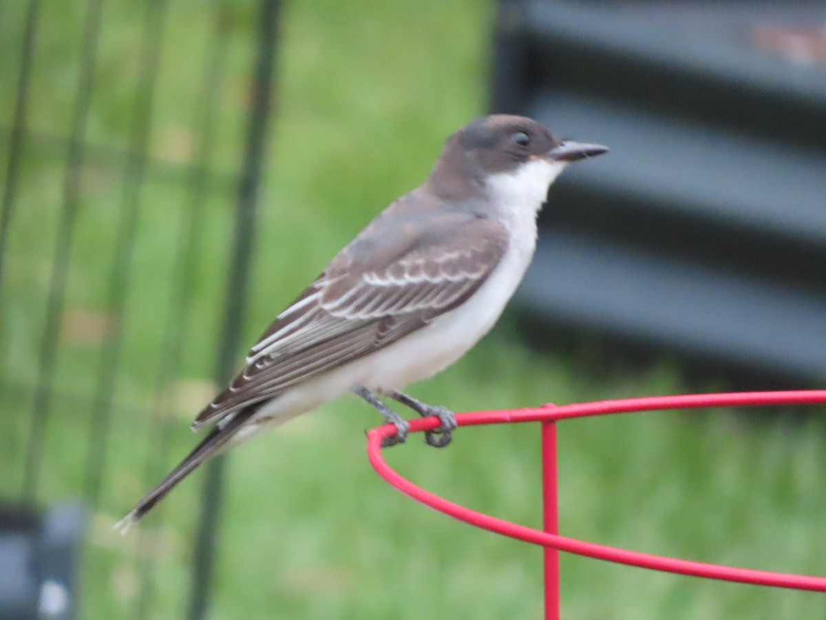 Eastern Kingbird - ML641749323
