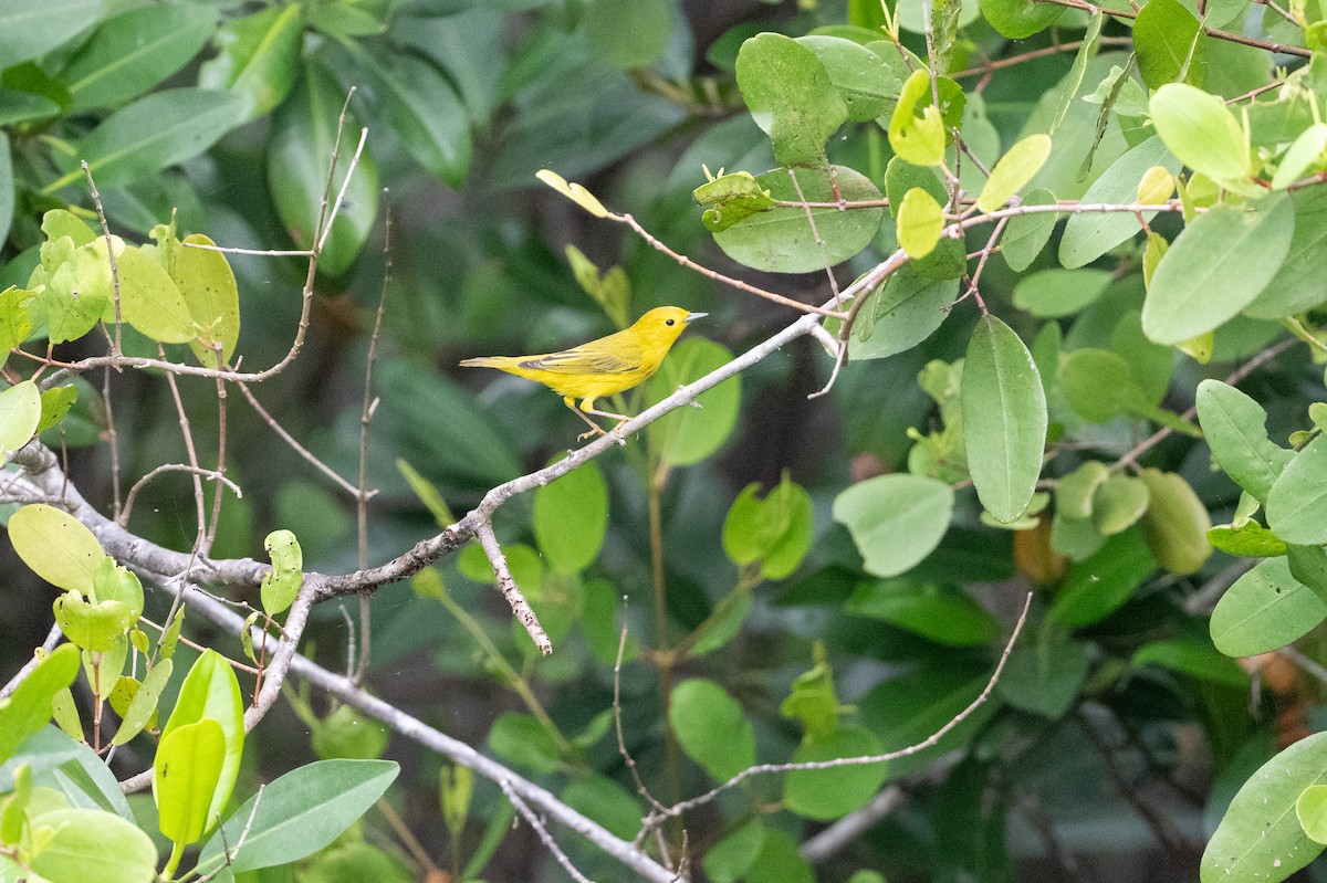 Yellow Warbler (Northern) - ML641749326