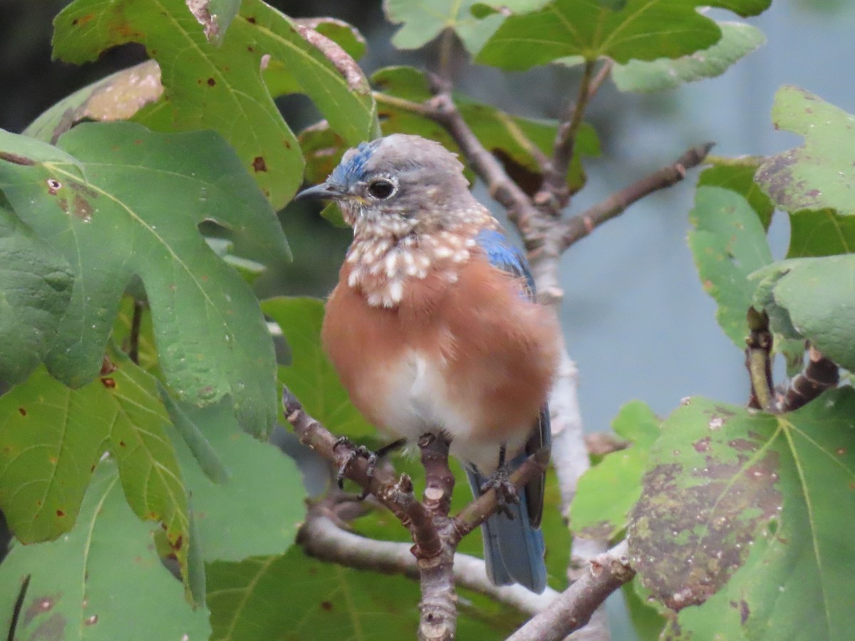 Eastern Bluebird - ML641749337