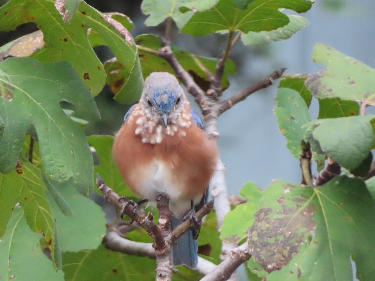 Eastern Bluebird - ML641749338