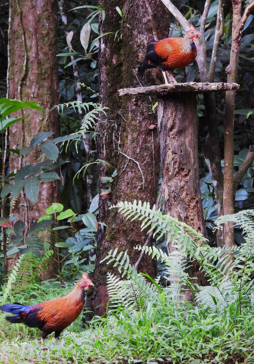 Sri Lanka Junglefowl - ML641749350