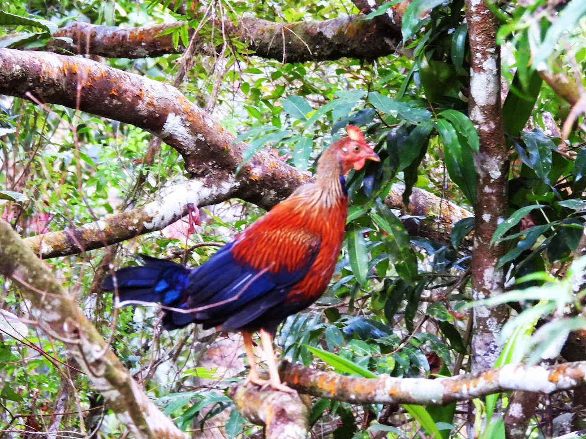 Sri Lanka Junglefowl - ML641749351
