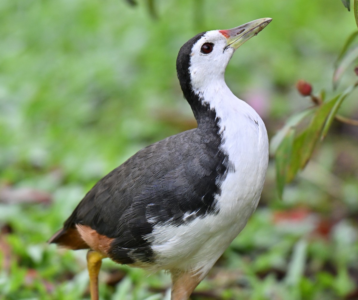 White-breasted Waterhen - ML641749365