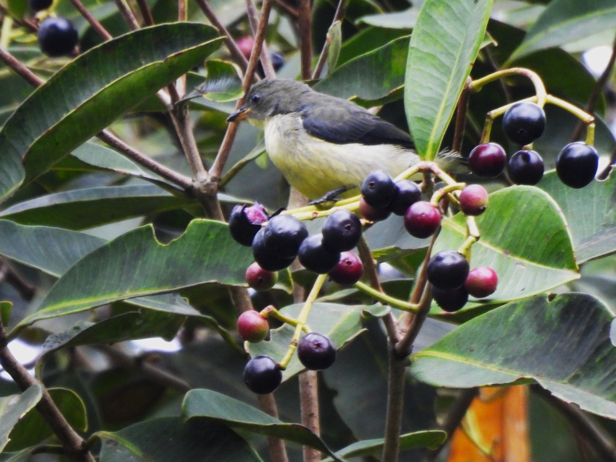 White-throated Flowerpecker - ML641749399